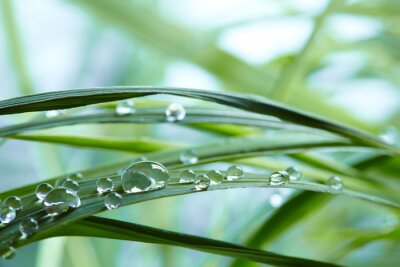 Papier peint  Rosée à l'échelle macro sur de l'herbe