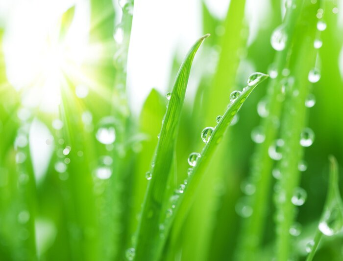 Papier peint  Rosée sur l'herbe verte