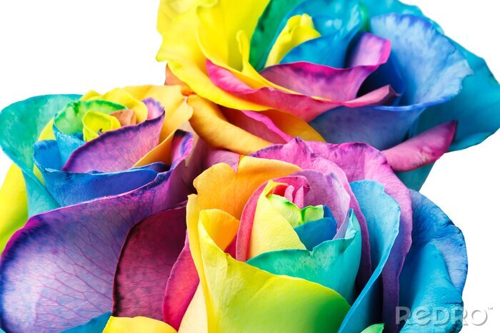 Papier peint  Roses aux couleurs arc-en-ciel