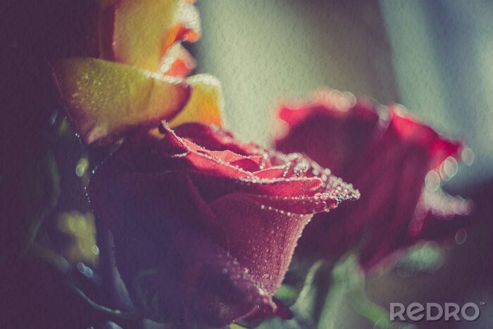 Papier peint  Roses avec des gouttes vintage