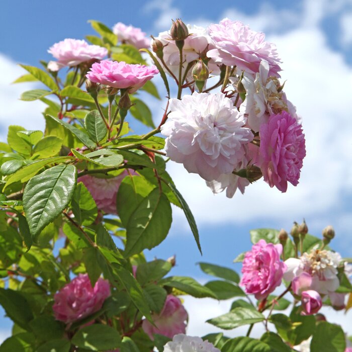 Papier peint  Roses blanches 3D et roses