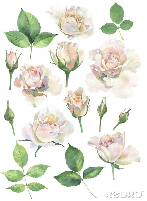 Papier peint  Roses blanches et feuilles d'aquarelle vertes