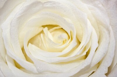 Papier peint  Roses blanches gros plan