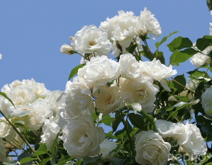 Papier peint  Roses blanches sur un buisson