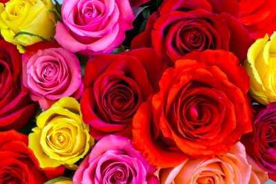 Papier peint  Roses colorées 3D