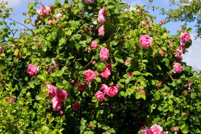 Papier peint  Roses couleur rose dans un jardin