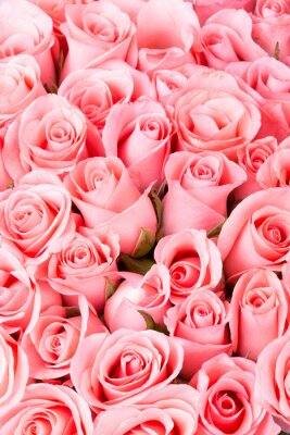 Papier peint  Roses couleur rose en bouquet