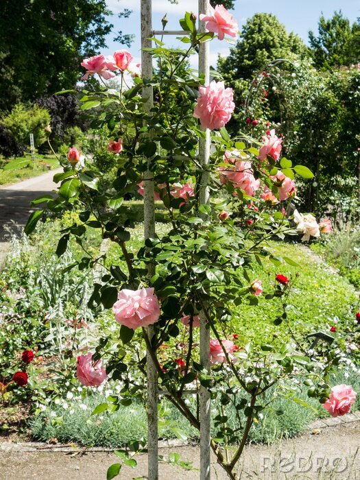 Papier peint  Roses dans le jardin
