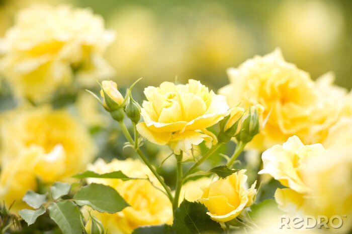 Papier peint  Roses de jardin jaunes avec les boutons