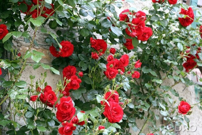 Papier peint  Roses de printemps rouges