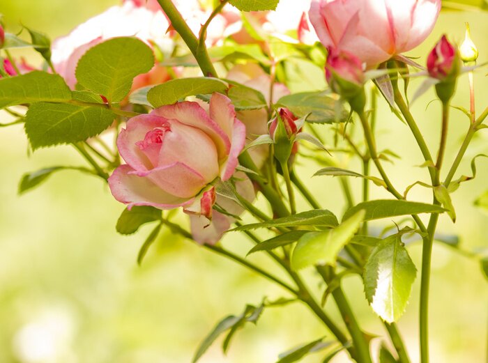 Papier peint  Roses en fleur sur un buisson