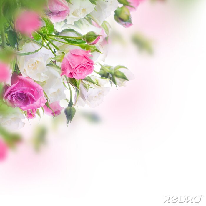 Papier peint  Roses en fleurs blanches et roses