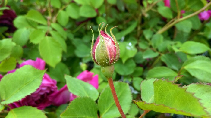 Papier peint  Roses en fleurs et feuilles vertes