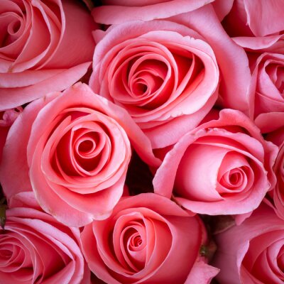 Papier peint  Roses expressives couleur rose