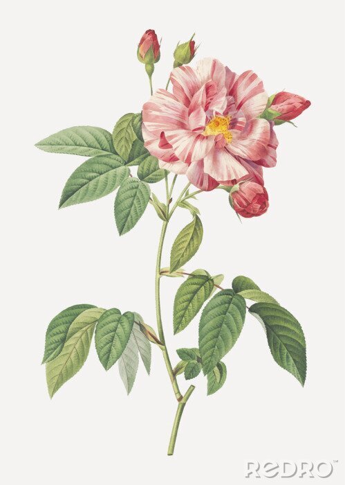 Papier peint  Roses fermées avant la floraison