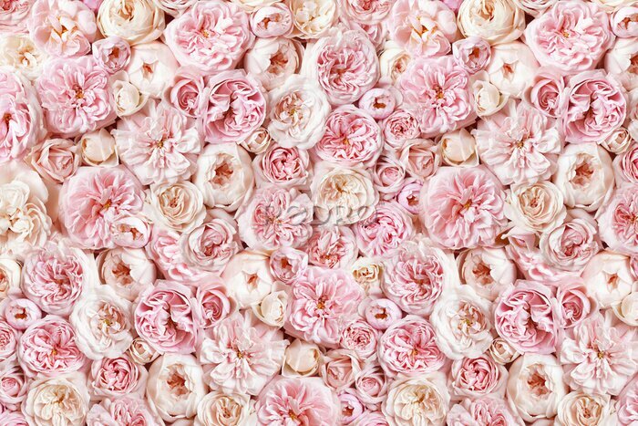 Papier peint  Roses pastel roses dans une composition dense