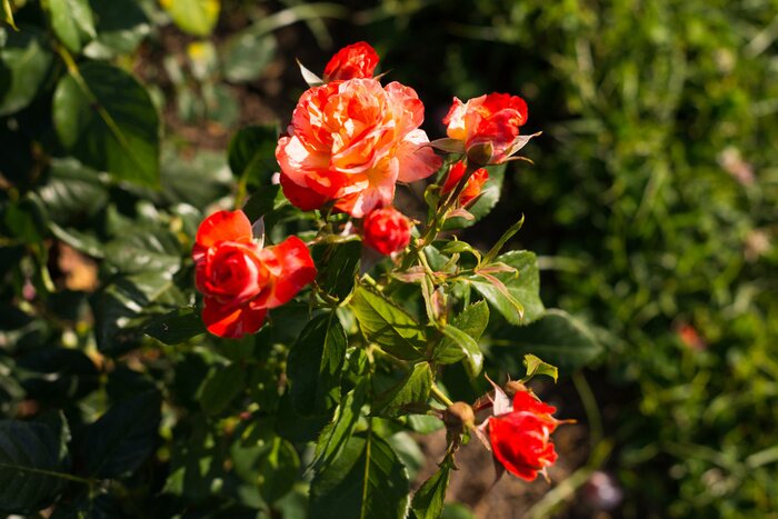 Papier peint  Roses rouges 3D