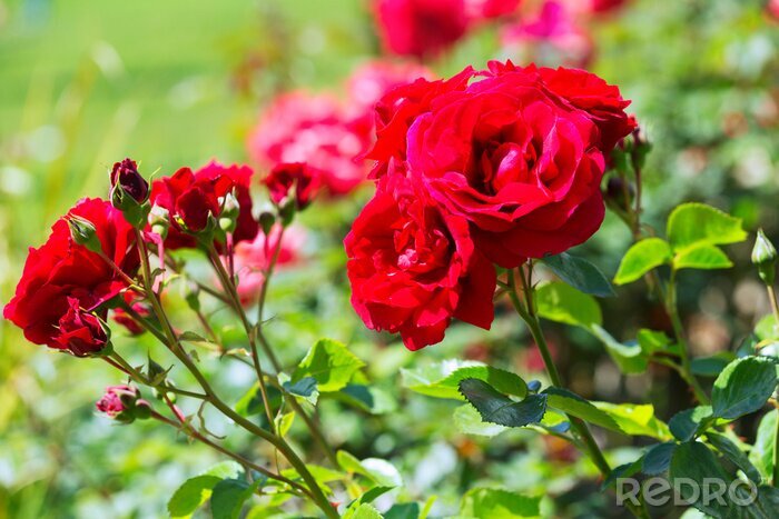 Papier peint  Roses rouges dans le parc