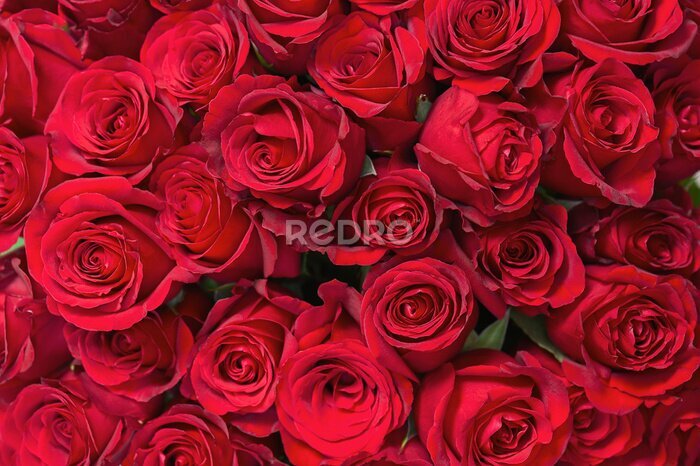 Papier peint  Roses rouges dans un bouquet