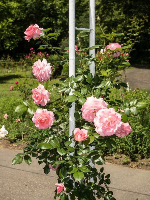 Papier peint  Roses sur un buisson