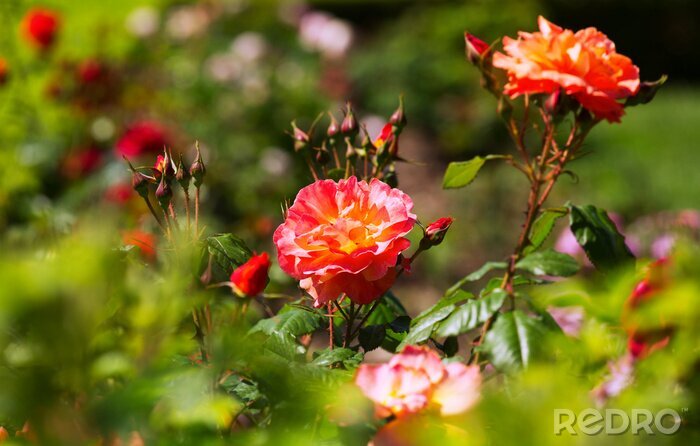 Papier peint  Roses-thé dans un jardinet