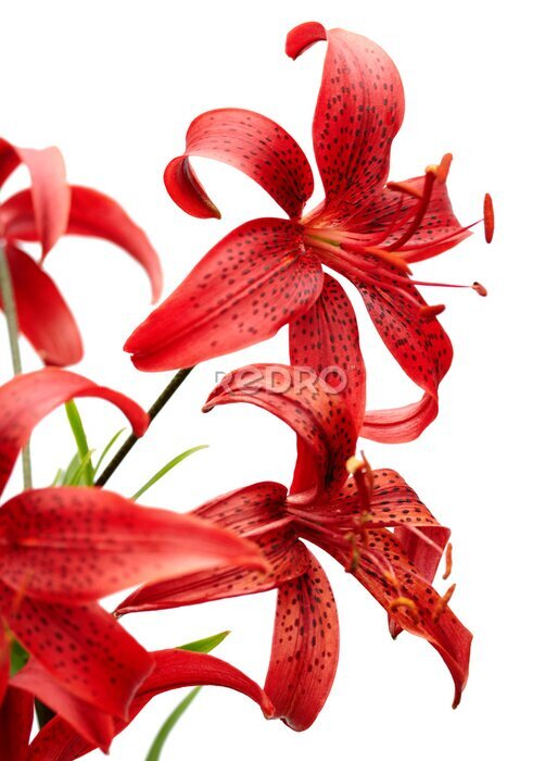 Papier peint  rouge tiger lily