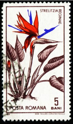 Papier peint  Roumanie - circa 1965: un timbre imprimé en Roumanie montre une fleur d'oiseau de paradis, Strelitzia, une fleur de grue, vers 1965
