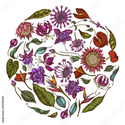 Papier peint  Round floral design with colored african daisies, fuchsia, gloriosa, king protea, anthurium, strelitzia