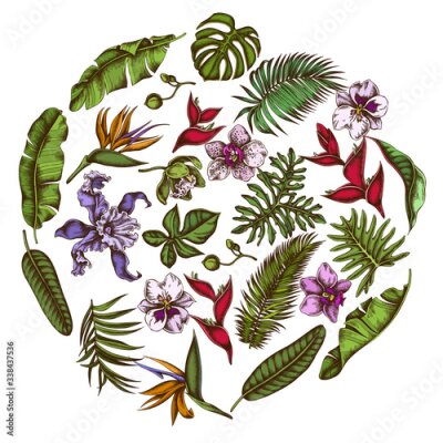 Papier peint  Round floral design with colored monstera, banana palm leaves, strelitzia, heliconia, tropical palm leaves, orchid