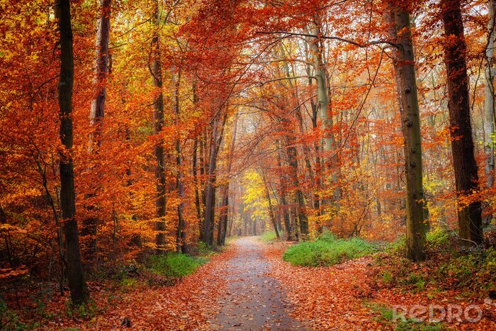 Papier peint  Route à travers la forêt d'automne