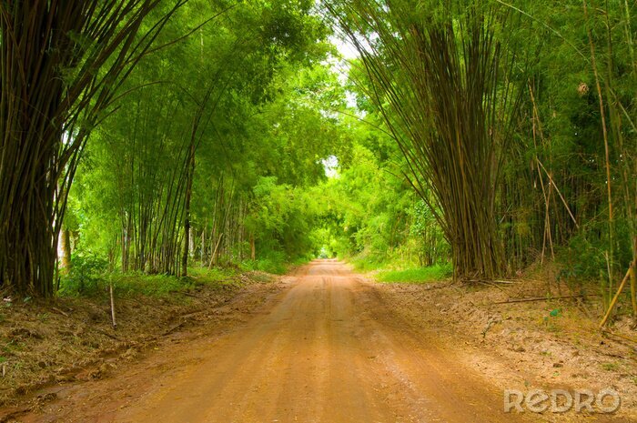 Papier peint  Route à travers la forêt de bambous