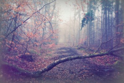 Papier peint  Route à travers une forêt brumeuse