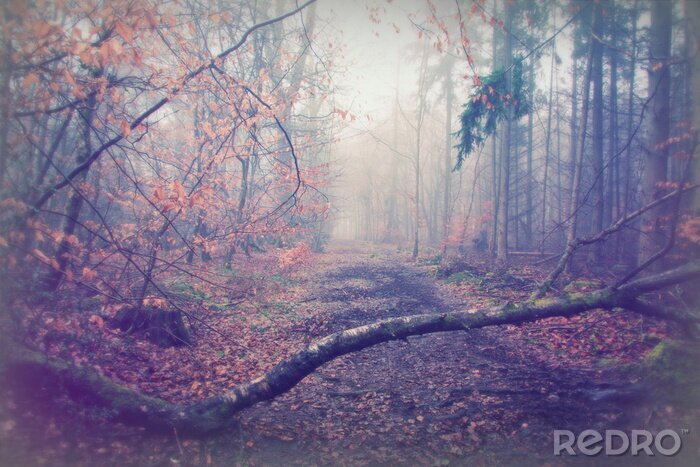 Papier peint  Route à travers une forêt brumeuse