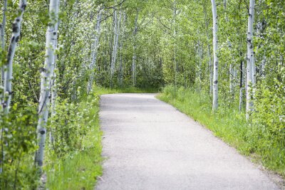Papier peint  Route dans la forêt de bouleaux