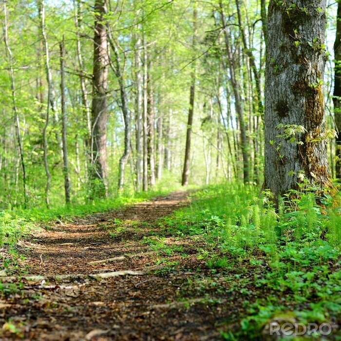 Papier peint  route dans la forêt du matin