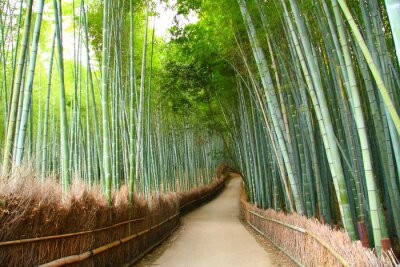 Papier peint  Route dans une forêt de bambous