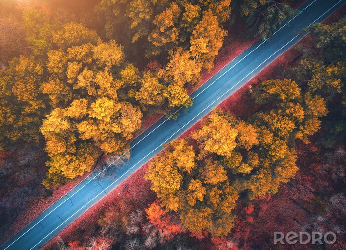 Papier peint  Route et arbres d'automne