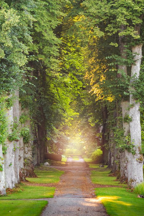 Papier peint  Route forestière sans fin