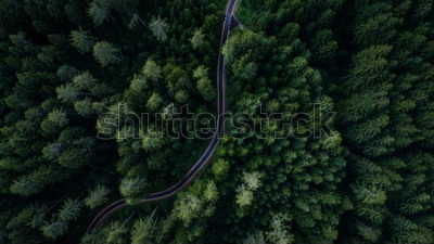 Papier peint  Route traversant la forêt