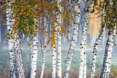 Papier peint  Row of birch trees with yellow leaves in the fog. Selective focus.