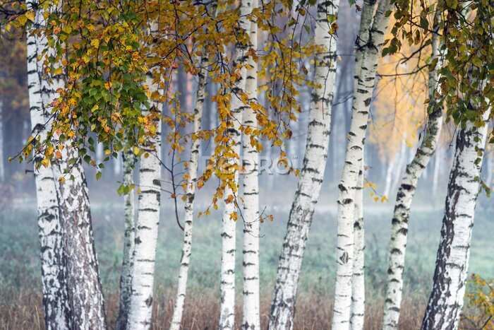 Papier peint  Row of birch trees with yellow leaves in the fog. Selective focus.