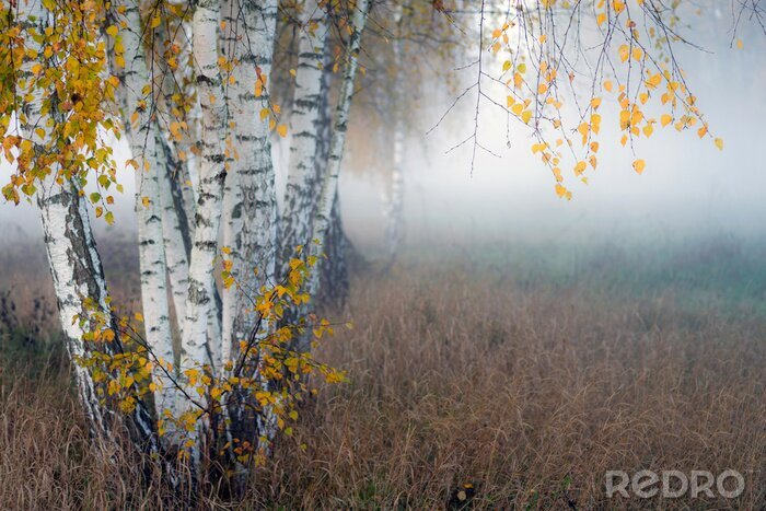 Papier peint  Row of birch trees with yellow leaves in the fog. Selective focus..