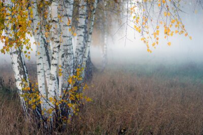 Papier peint  Row of birch trees with yellow leaves in the fog. Selective focus..