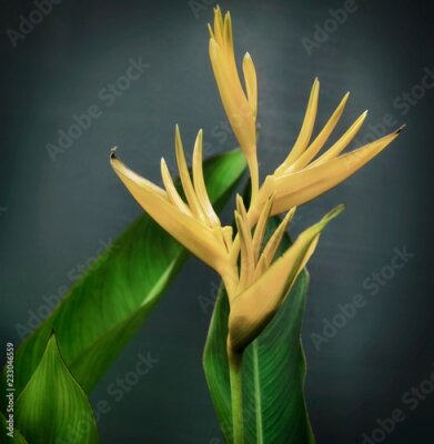 Papier peint  Royal Strelitzia