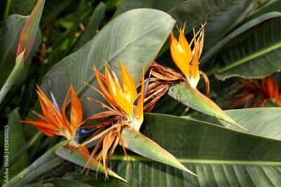 Papier peint  Royal Strelitzia. Beautiful flower Strelitzia royal closeup. Blooming flowers among green leaves. Beautiful orange buds Strelitzia royal. South African plant. Flowers growing in the garden of batanic.