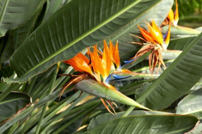 Papier peint  Royal Strelitzia. Beautiful flower Strelitzia royal closeup. Blooming flowers among green leaves. Beautiful orange buds Strelitzia royal. South African plant. Flowers growing in the garden of batanic.