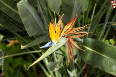 Papier peint  Royal Strelitzia. Beautiful flower Strelitzia royal closeup. Blooming flowers among green leaves. Beautiful orange buds Strelitzia royal. South African plant. Flowers growing in the garden of batanic.