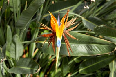 Papier peint  Royal Strelitzia. Beautiful flower Strelitzia royal closeup. Blooming flowers among green leaves. Beautiful orange buds Strelitzia royal. South African plant. Flowers growing in the garden of batanic.