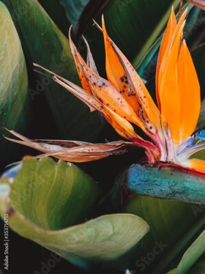 Papier peint  Royal Strelitzia. Exotic orange tropic flower. A perennial herb, a species of the genus Strelitzia of the Strelitzia family, also called the "Flower of Paradise Bird".