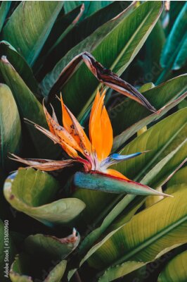 Papier peint  Royal Strelitzia. Exotic orange tropic flower. A perennial herb, a species of the genus Strelitzia of the Strelitzia family, also called the "Flower of Paradise Bird".